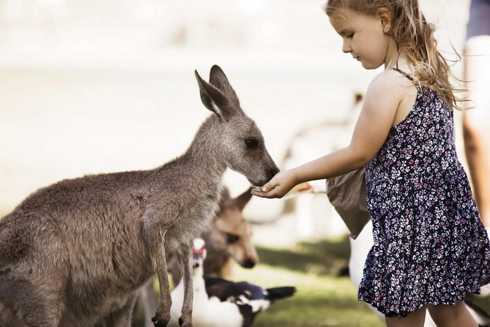 A young girl gently feeding a kangaroo by hand at Oakvale Wildlife Park, Port Stephens, illustrating a peaceful, close-up animal interaction during the eco-tour.