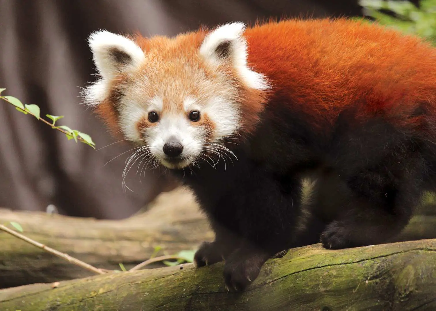 A charming red panda sitting on a tree branch at Philadelphia Zoo, looking alertly at the camera, showcasing its unique charm and playful nature.