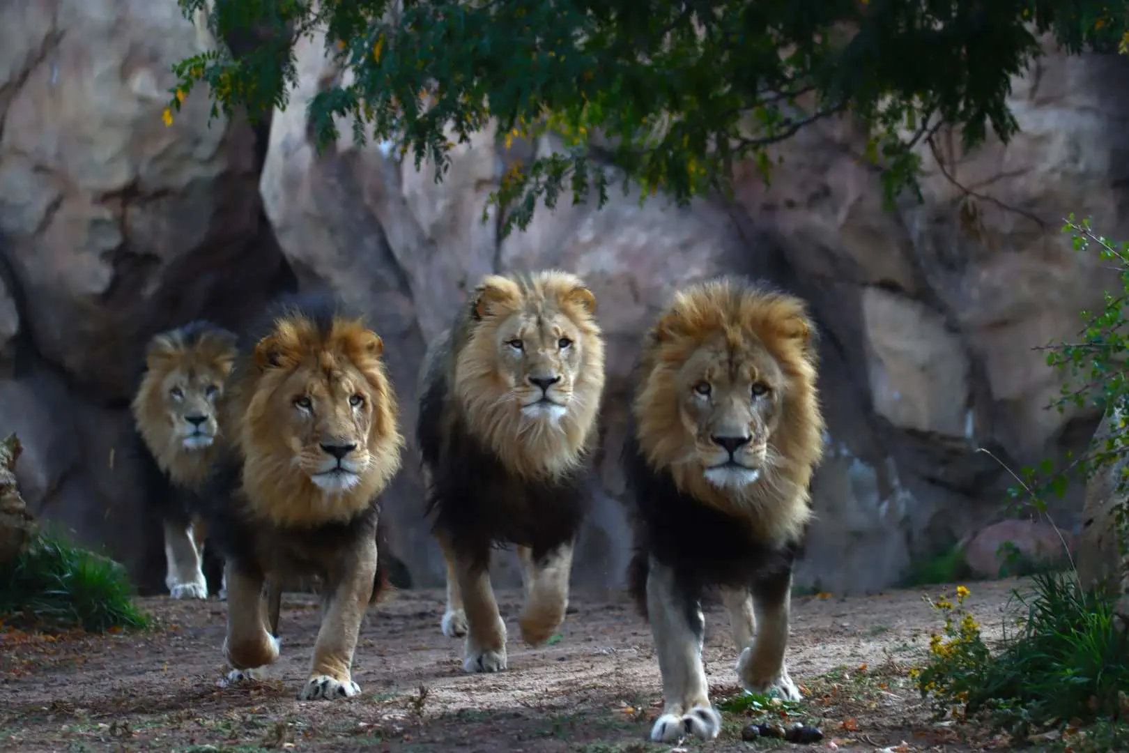 Lifelike diorama of a pride of male lions at the Denver Museum of Nature & Science, showcasing the majestic beauty of African wildlife, inviting visitors to explore natural ecosystems.