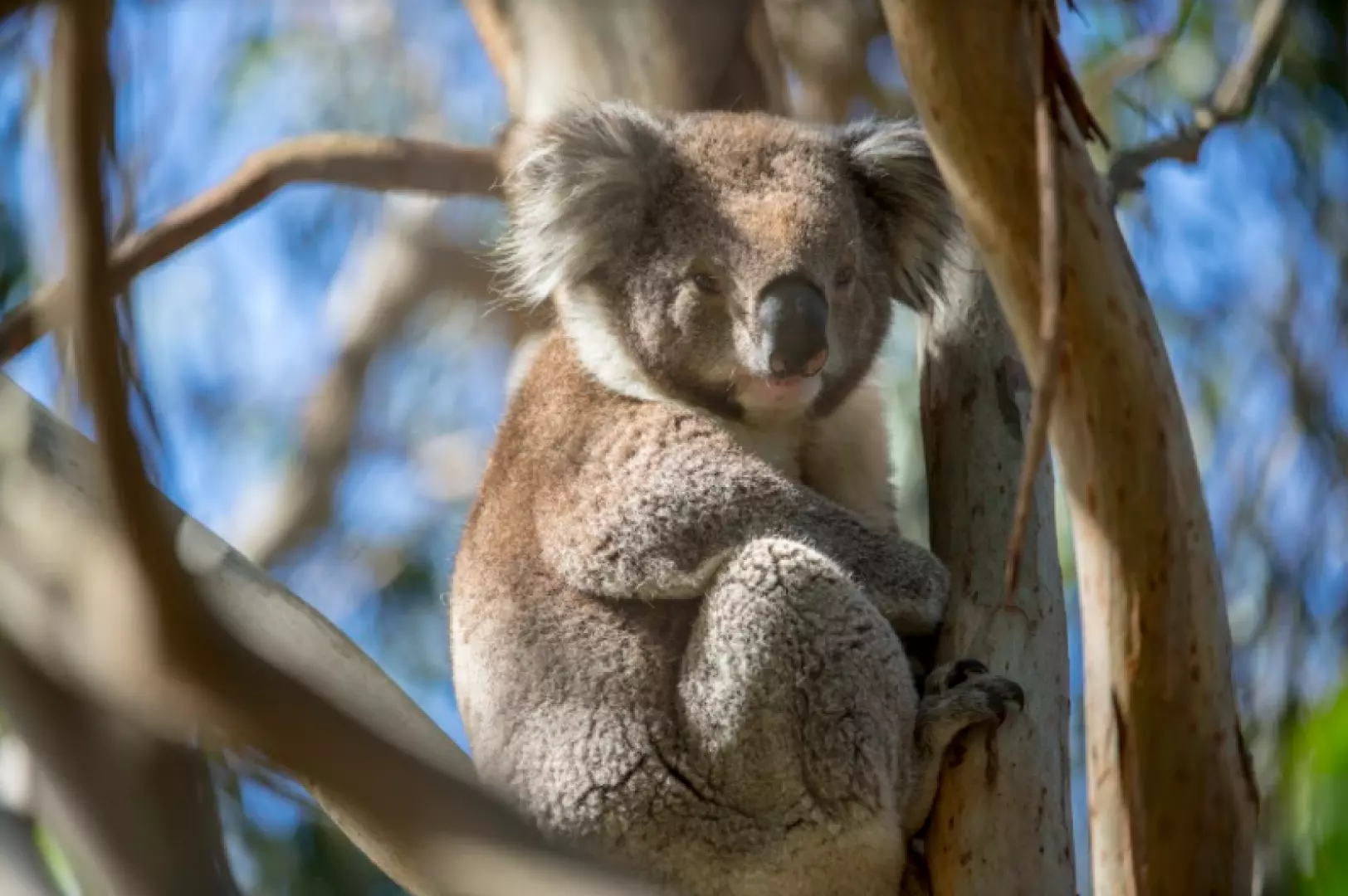 An adorable koala resting lazily in an eucalyptus tree on French Island, Melbourne, offering a unique opportunity to observe Australian wildlife in its natural habitat.