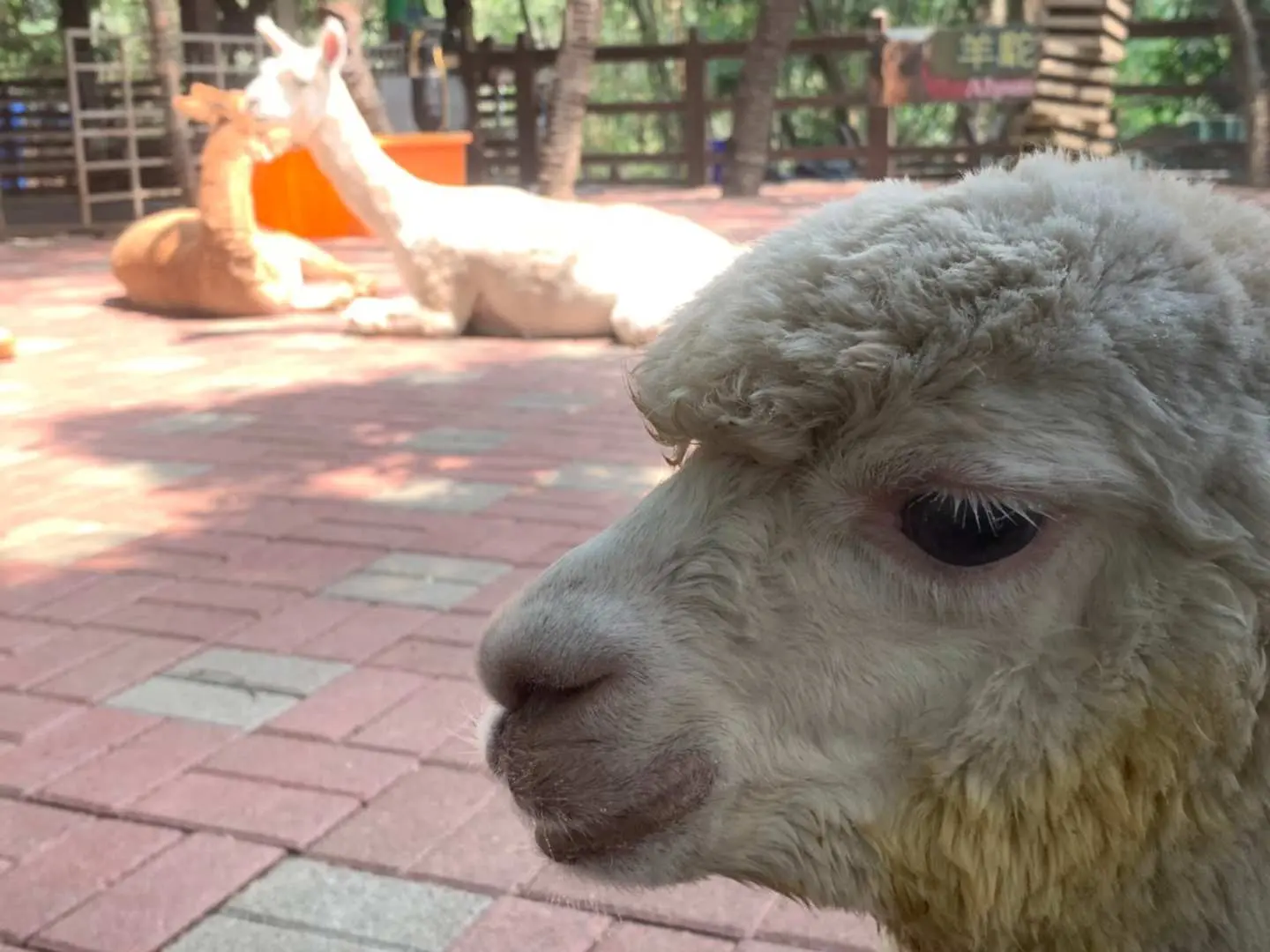 A close-up of a cute alpaca's fluffy face at Changhua Tonight Star Leisure Farm, clearly showing its features and highlighting the joy of animal interaction.