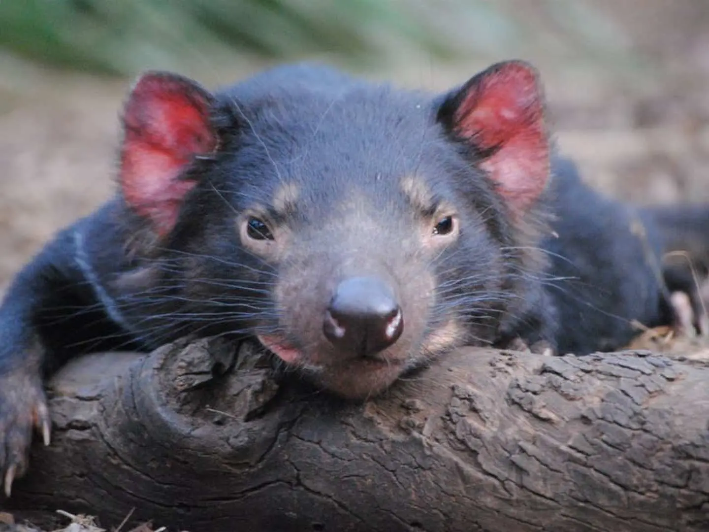 A Tasmanian Devil comfortably resting its head on a log, showcasing the conservation success at Bonorong Wildlife Sanctuary near Hobart, Tasmania.