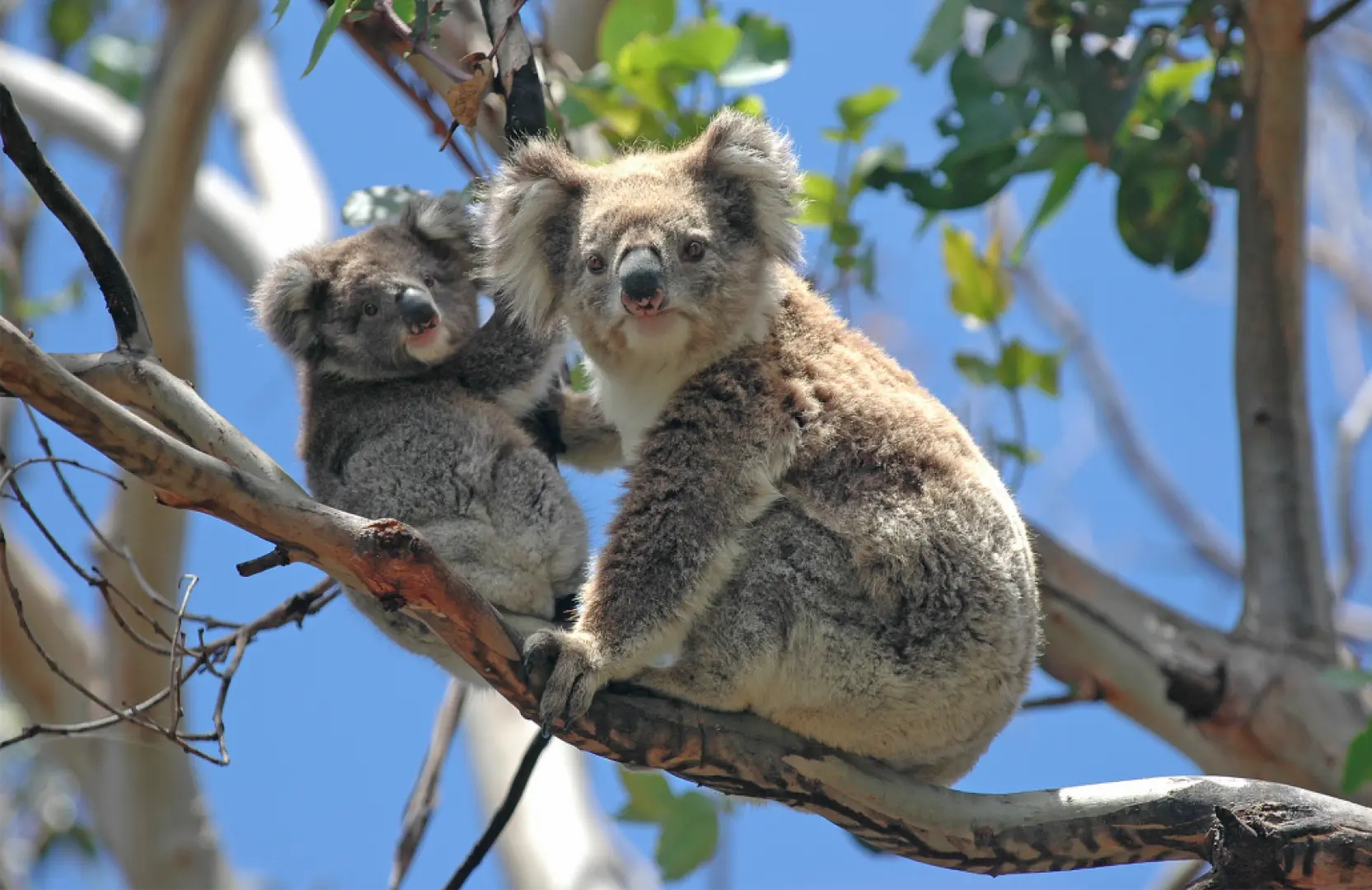 Two adorable koalas, a mother and her joey, resting peacefully on a eucalyptus tree branch in their natural habitat along Australia's Great Ocean Road.