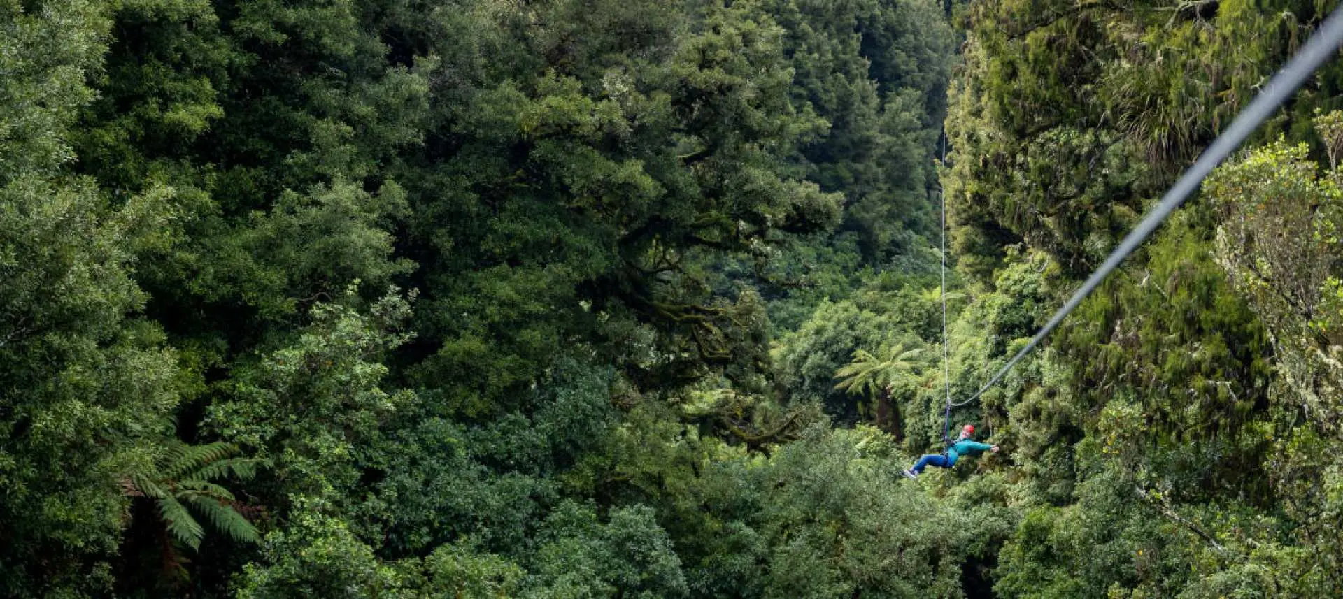 A solo zipliner soars above the vast, lush green rainforest canopy in New Zealand's Rotorua, enjoying breathtaking views of the pristine natural landscape.