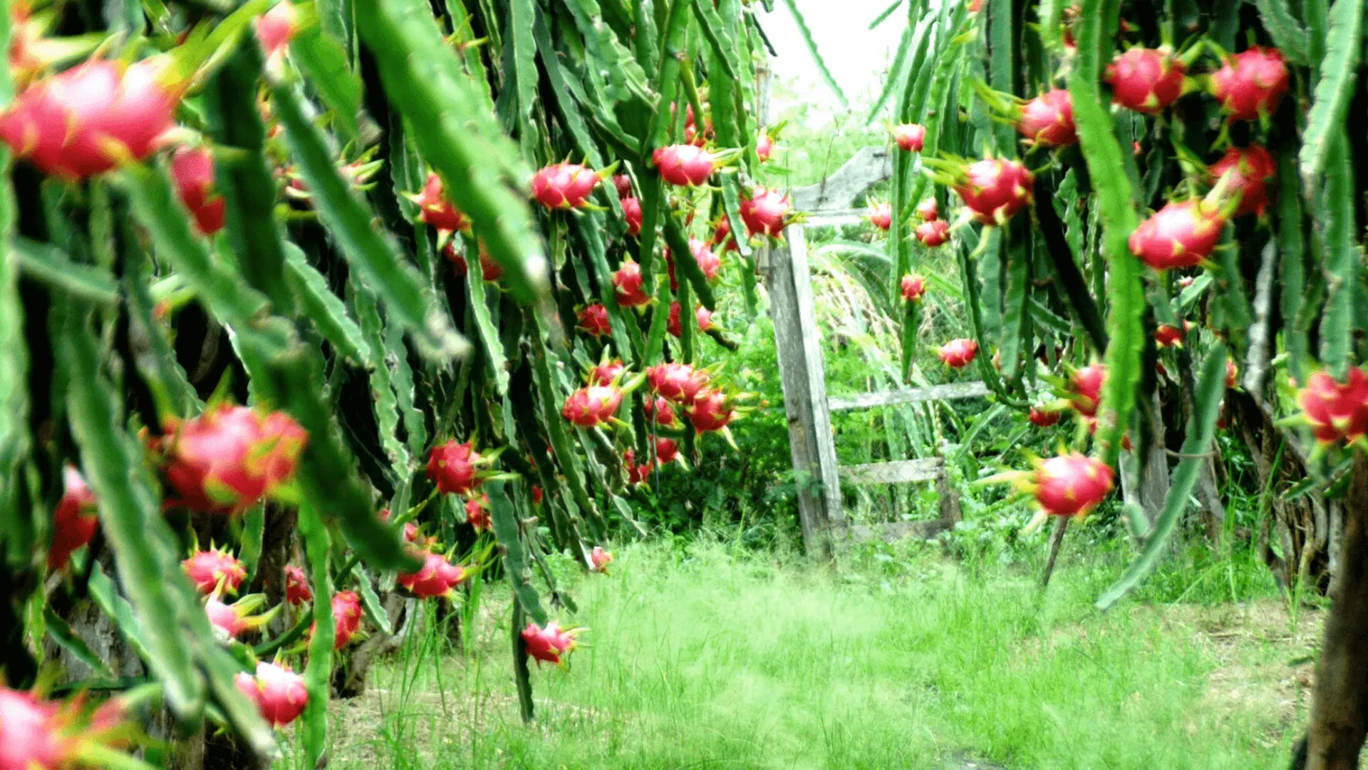 Rời Bảo Lộc, tiếp tục trên con đường quê cổ kính và xinh đẹp với nhiều làng dân tộc thiểu số mang đến cho du khách nhiều kỷ niệm đẹp và sống động cũng như cơ hội chụp ảnh.