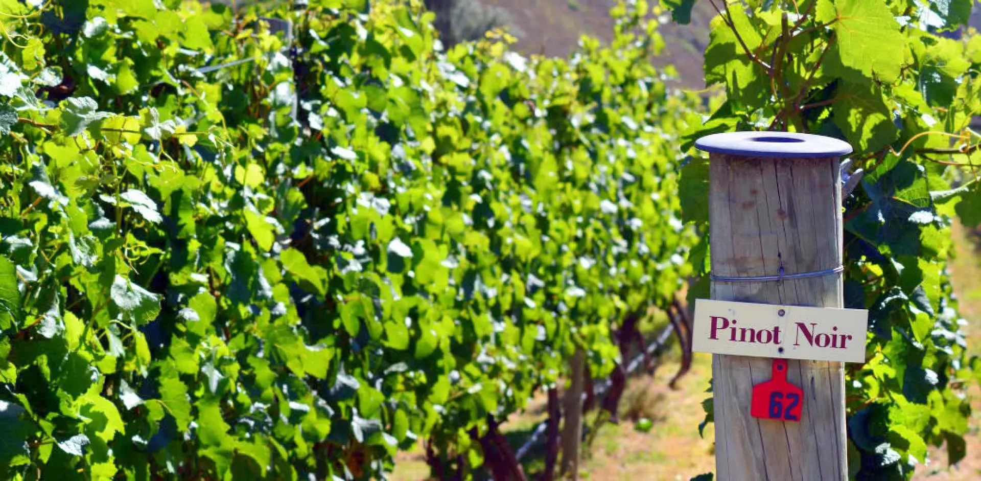 Explore Mudbrick Vineyard on the Waiheke Island Wine & Dine Lunch Tour