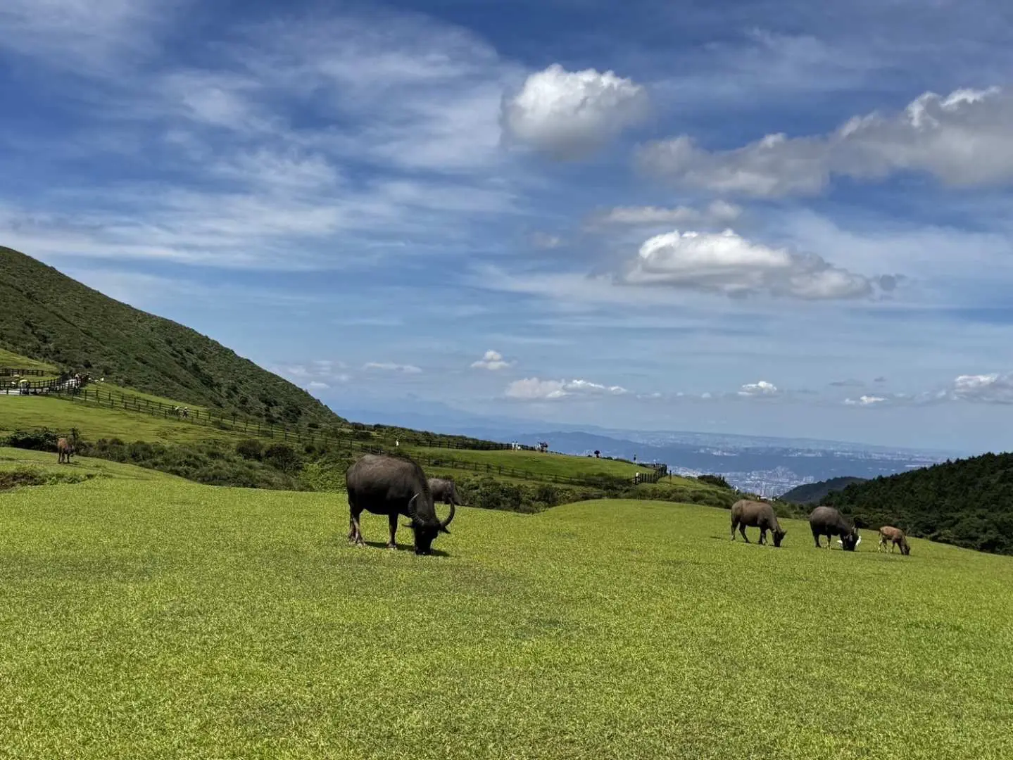 陽明山擎天崗大草原上，數隻水牛悠閒地吃草，藍天白雲襯托著廣闊翠綠的草地，呈現北投陽明山自然風光。