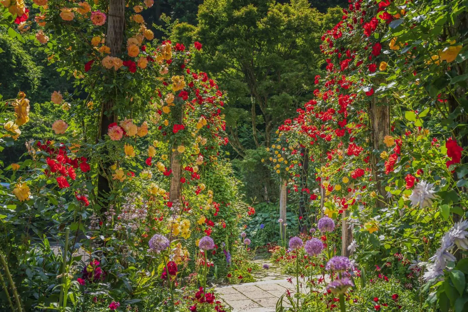 熱海ACAO FORESTバラ園の色彩豊かな小道。両側には情熱的な赤、オレンジ、黄色のつるバラが咲き乱れ、華やかな花のアーチを形成し、庭園の多様な季節の花々を披露しています。