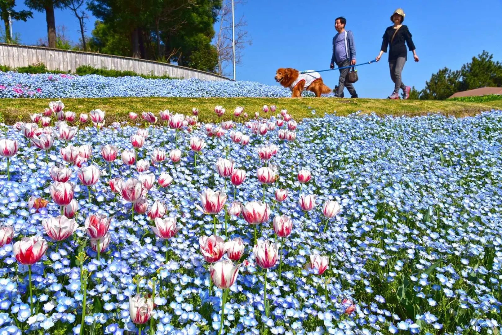 Awaji Island's vibrant flower park, featuring blooming pink tulips and blue nemophila, where visitors and their pets leisurely enjoy the beautiful natural scenery.