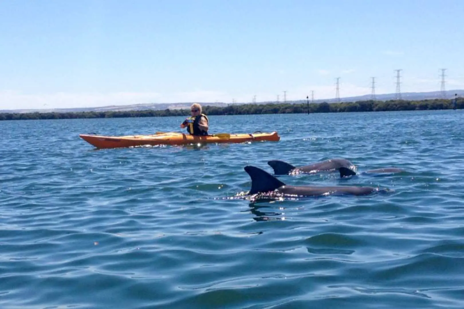 An individual in an orange kayak experiences a close encounter with two dolphins swimming alongside in the clear open waters of Adelaide's Dolphin Sanctuary.