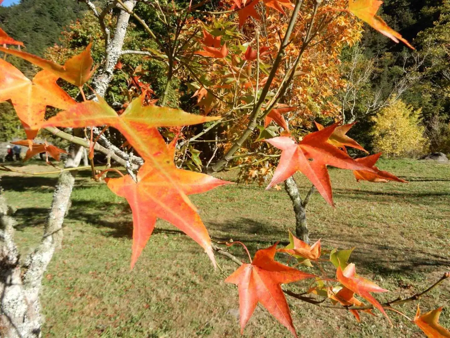 武陵農場特寫鮮豔的橘紅色楓葉，葉片脈絡清晰，背景綠意盎然，陽光灑落，呈現秋季賞楓的迷人景緻。