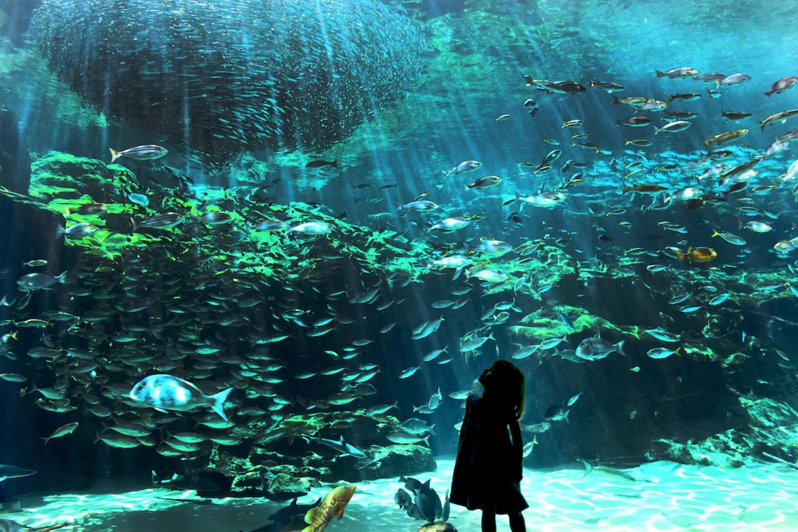 Visitor at Kujukushima Aquarium Umi Kirara in Nagasaki, Japan, gazing up at the spectacular Kujukushima Bay main tank, where sunlight pierces the water, illuminating thousands of fish swimming in a vibrant underwater scene.