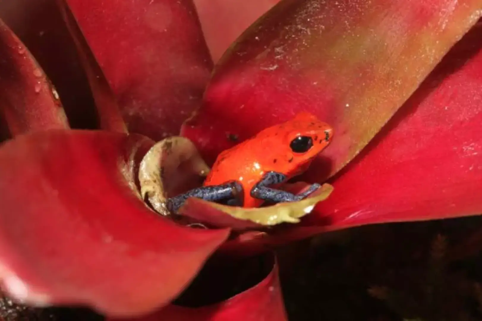 鮮やかな赤いヤドクガエルが赤い植物の中に隠れ、KawaZooの両生類世界の繊細さと多様性を示し、来園者の目を引く。