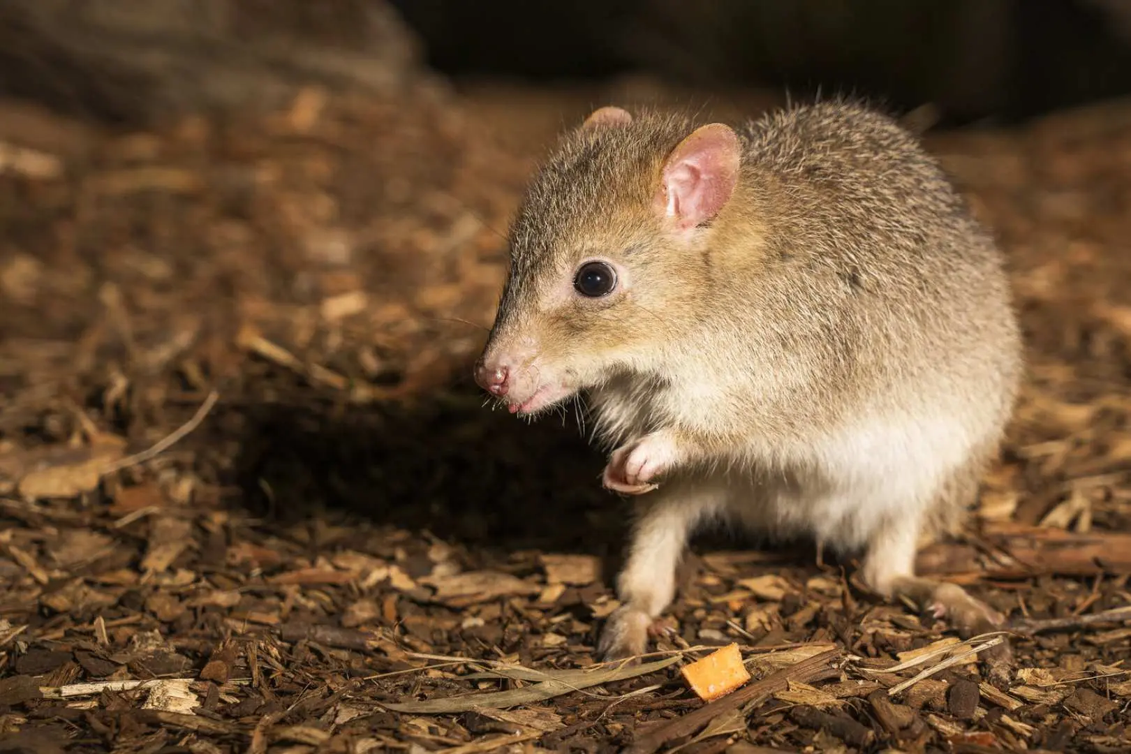 Tasmanian bettongs in Bonorong Wildlife Sanctuary