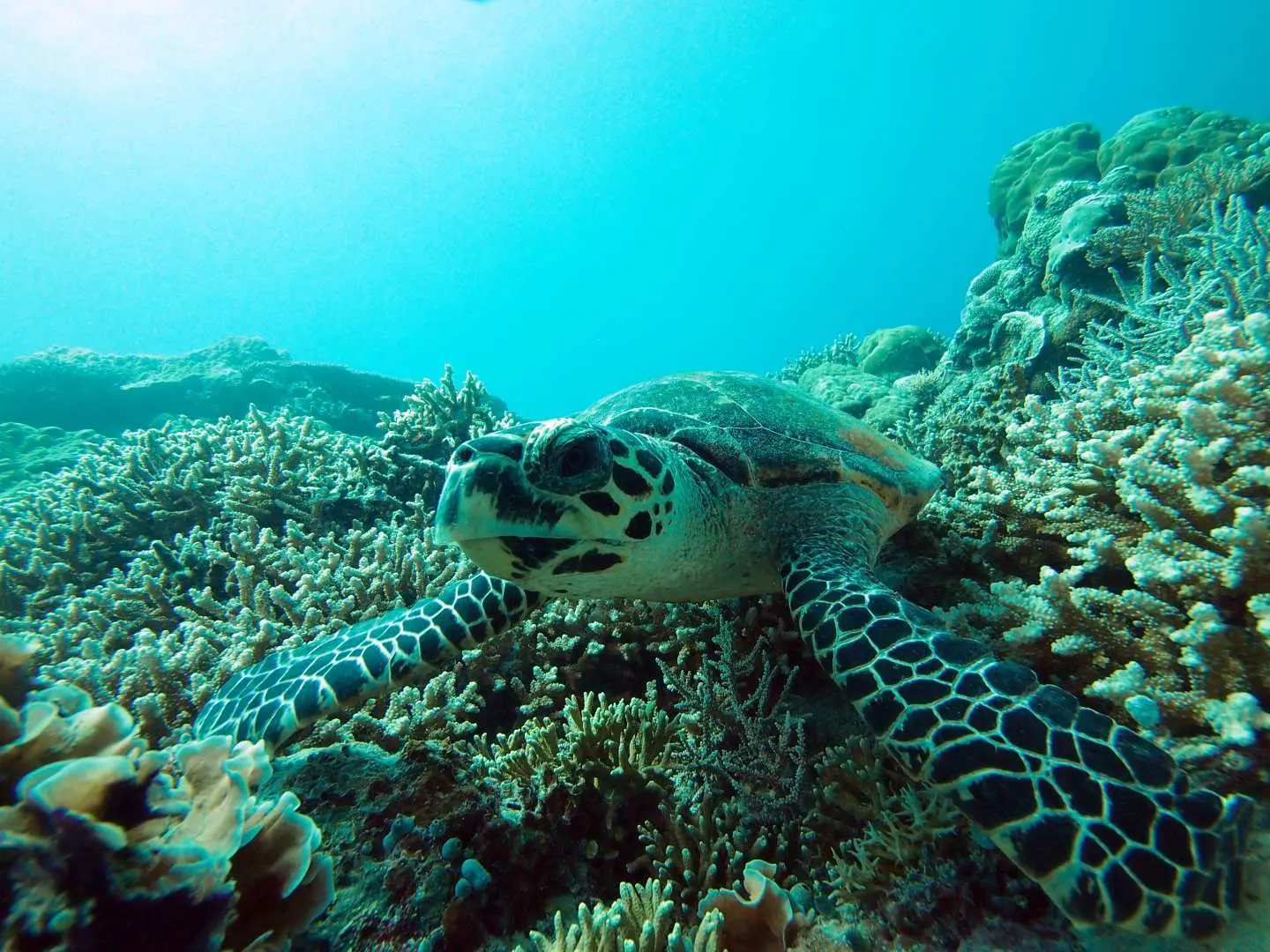 A magnificent hawksbill sea turtle glides gracefully over a diverse coral reef in Palau, a common and captivating sight during snorkeling excursions.