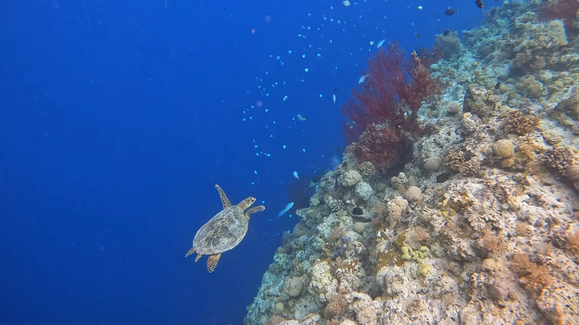A majestic green sea turtle swims gracefully along Palau's "Big Drop-off" coral wall, surrounded by schools of fish in the deep blue ocean, a highlight for divers.