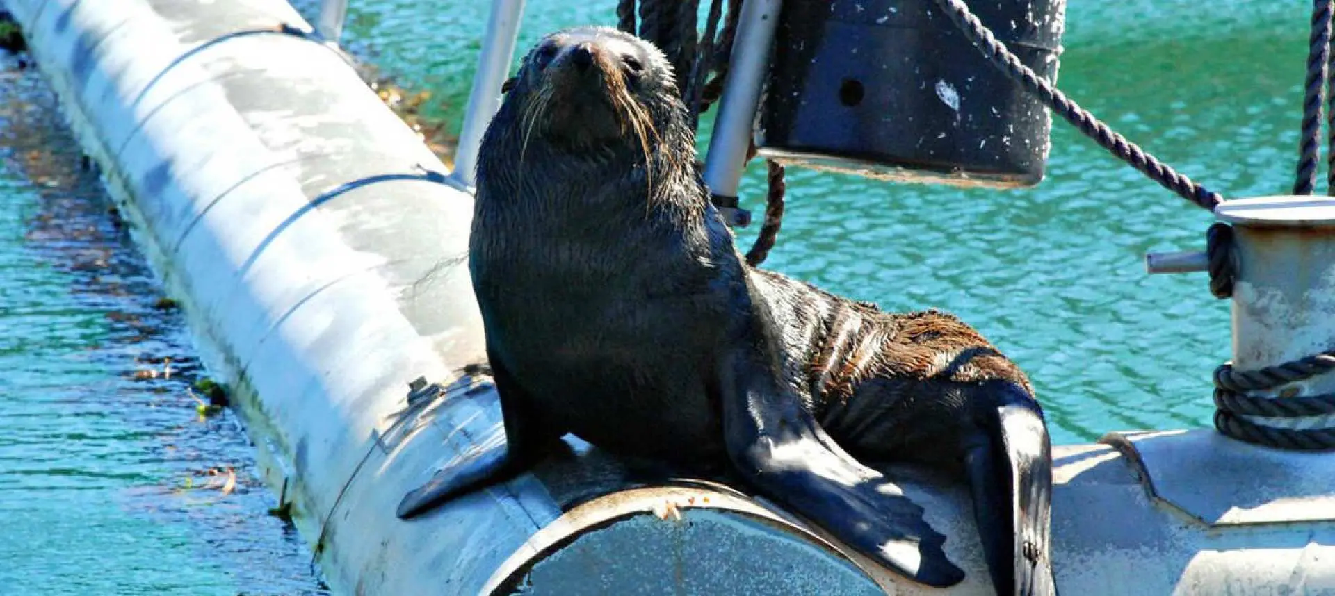 seals from the Queen Charlotte Sound Mail Boat Cruise