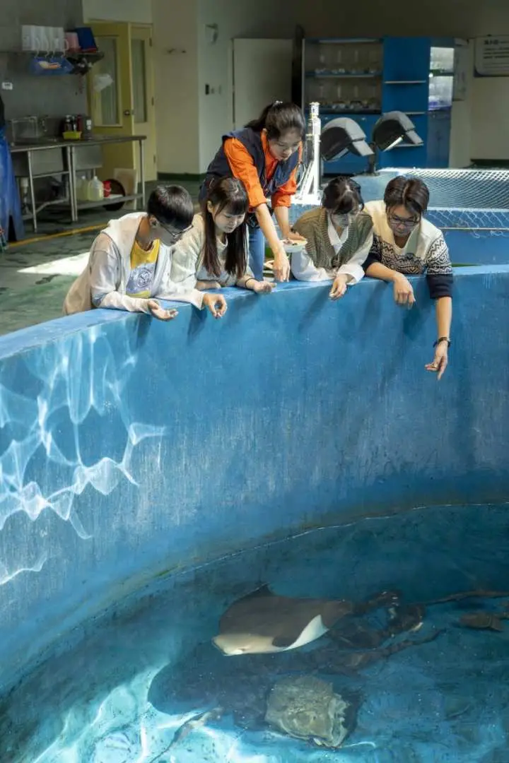 Participants of Pingtung NMMBA's 'Fish with You' behind-the-scenes experience, observing rays swimming in a large blue pool with an aquarist.