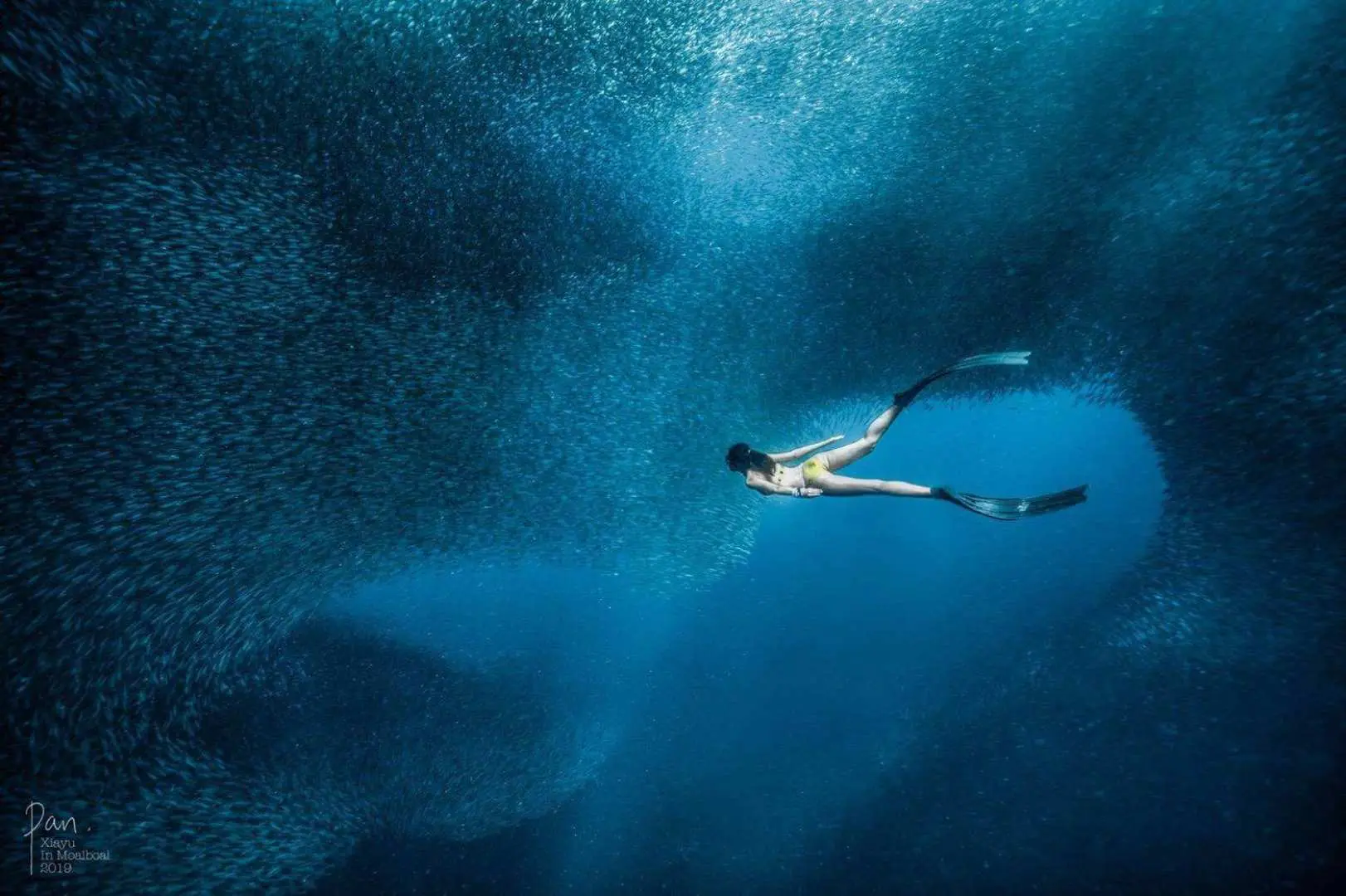 beautiful fish storm