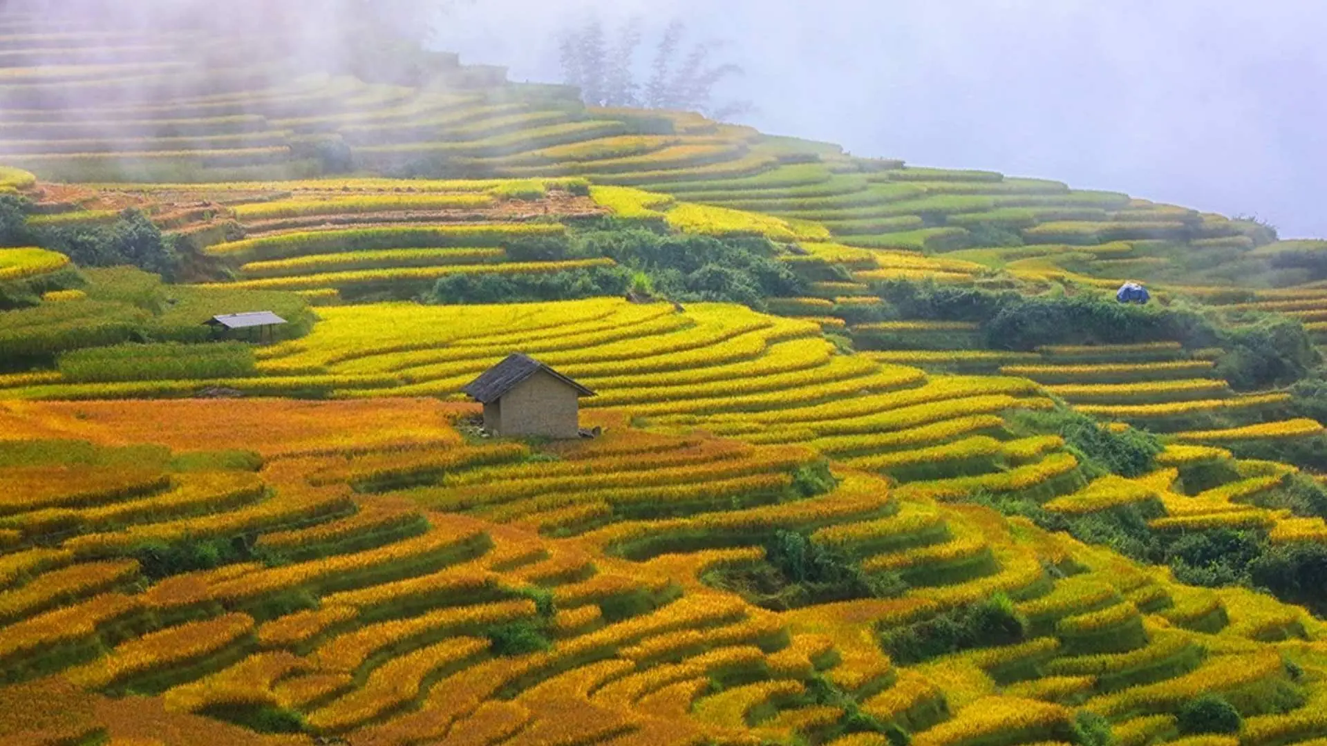 抵達老街市，在餐廳享用午餐。然後你開始發現 Y Ty 的旅程。紅河上游，司機會帶團到龍婆，停下來欣賞風景，留作紀念，紅河開始流入達越。沿途還可以看到沿山腰延伸的梯田。