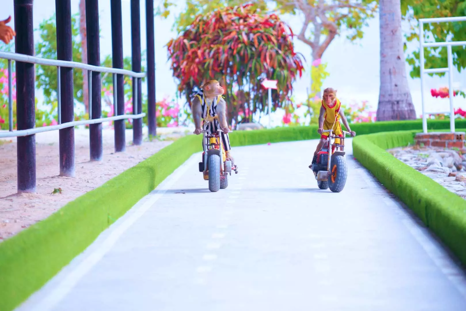 Trong xiếc thú trên Đảo Khỉ, hai chú khỉ mặc trang phục đang cưỡi xe mô tô thu nhỏ trên con đường rợp bóng cây, biểu diễn các màn xiếc vui nhộn cho du khách.