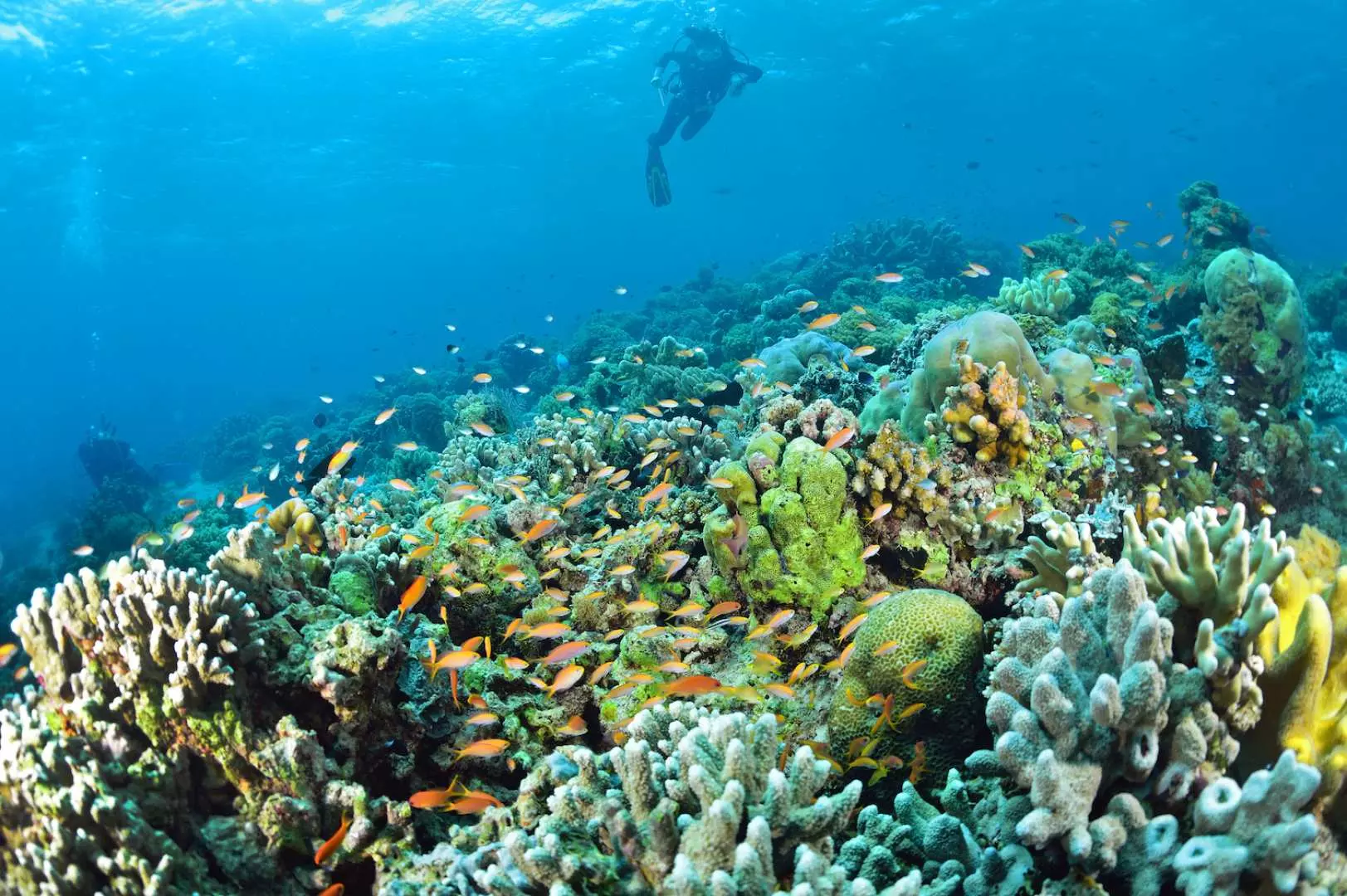 Take boat to dive in open water - second dive.