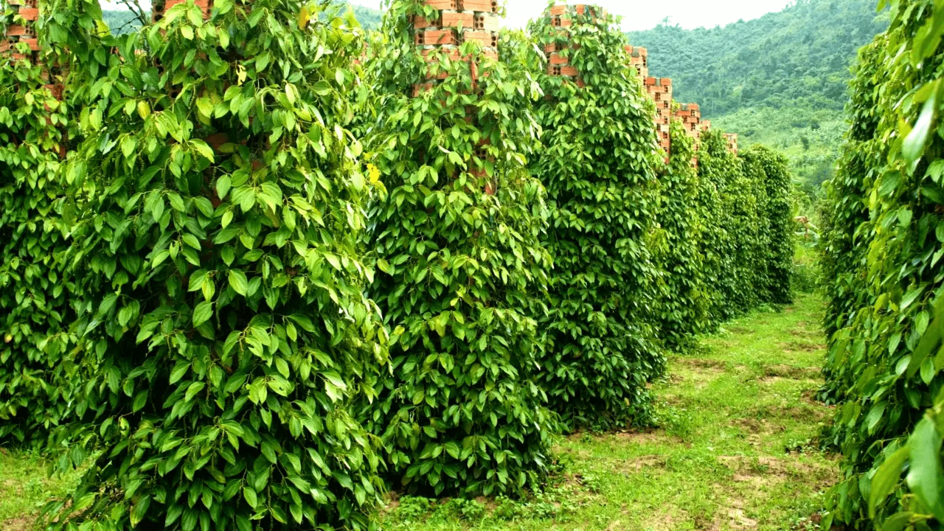 Try local rose myrtle wine and visit Pepper Farm.