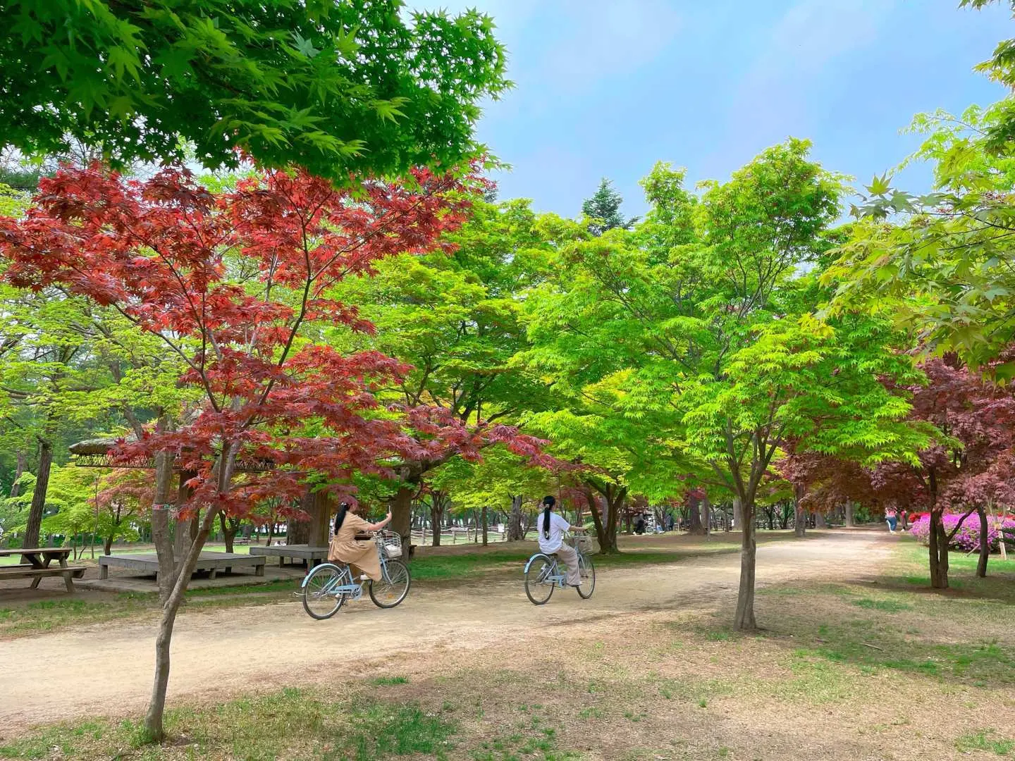 Two visitors enjoying a leisurely bicycle ride on Nami Island's picturesque path, surrounded by vibrant red and green maple trees under a clear blue sky, ideal for couple activities.