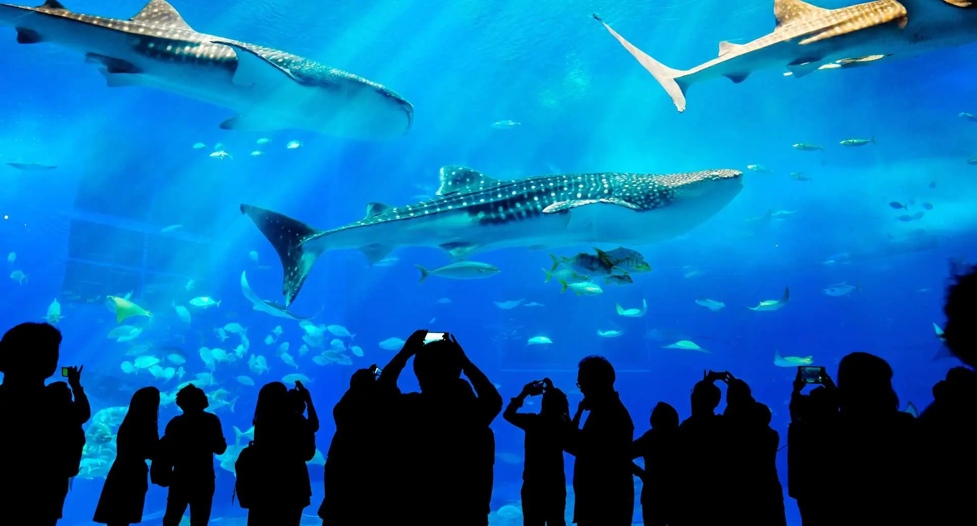 [Okinawa] I will never forget the first time I was touched by the mysteries of the ocean at the Churaumi Aquarium.