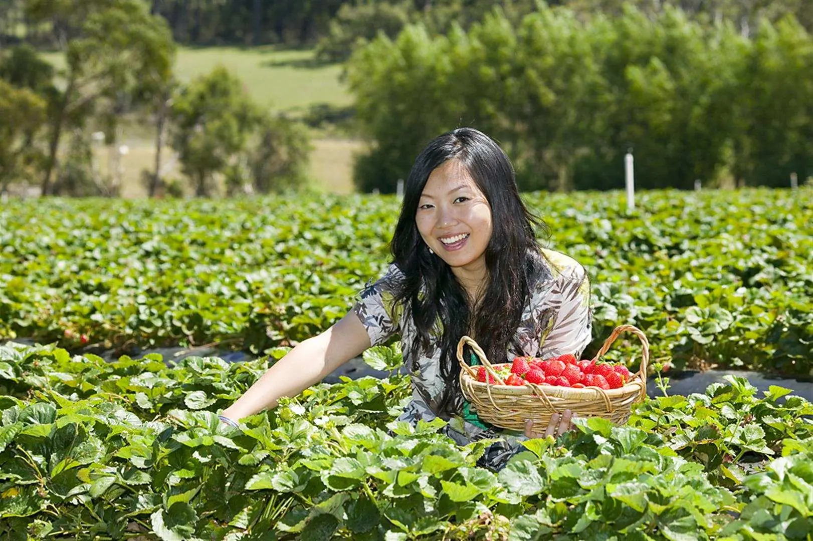 一位亞洲女性在澳洲摩寧頓半島草莓園裡，親自彎腰採摘新鮮紅潤草莓，體驗半日遊的農場樂趣。