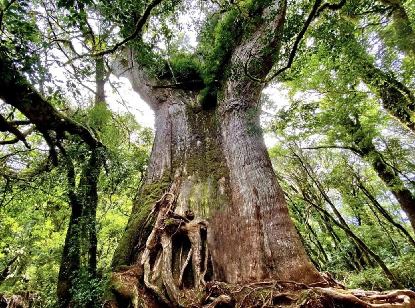 Indulge in lunch at your own expense near the Roman Sacred Tree