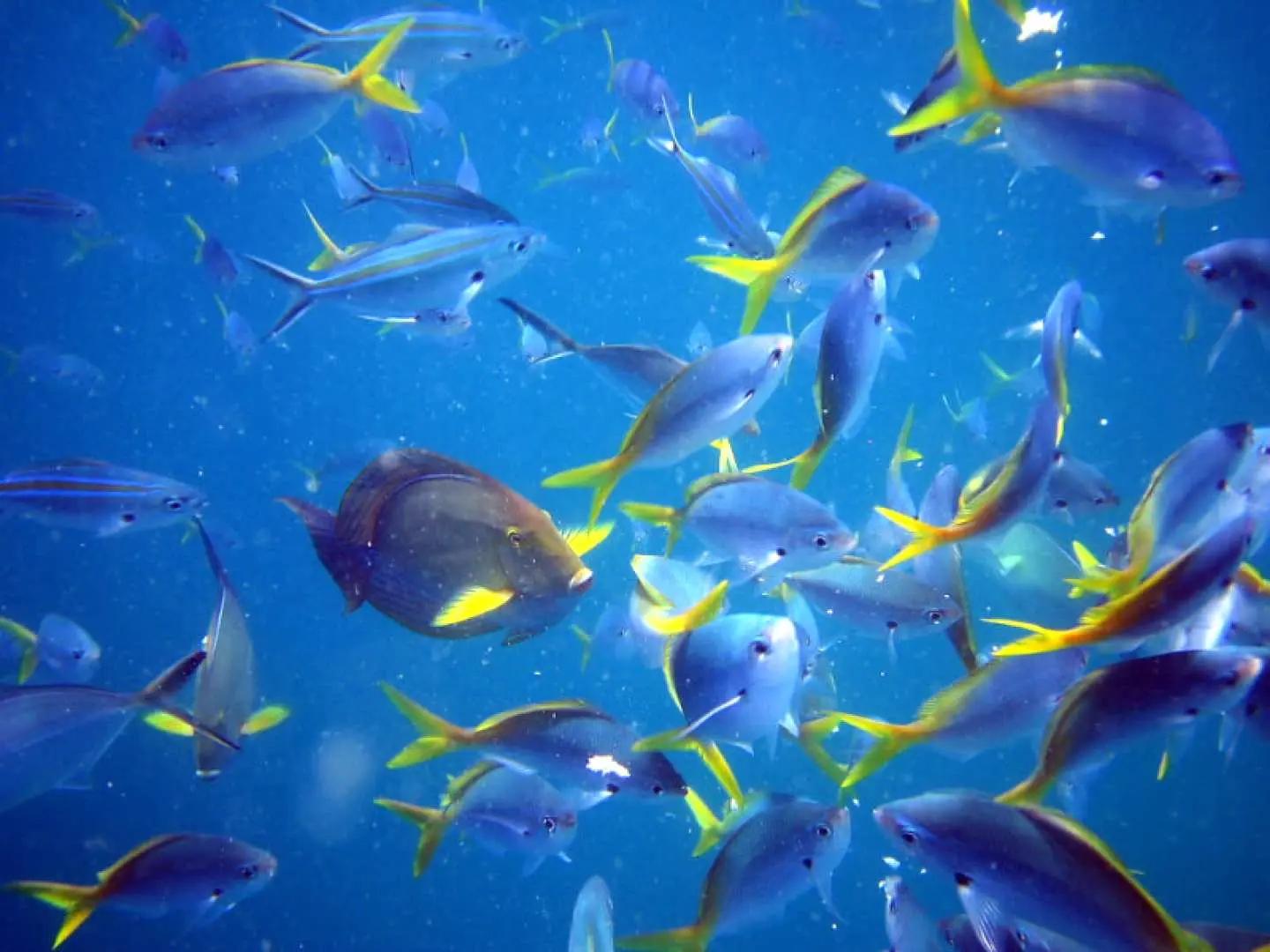 Vibrant school of tropical fish, primarily blue with striking yellow fins, swimming gracefully in the crystal-clear blue waters around Usukan Cove and Pandan Pandan Island, perfect for snorkeling.