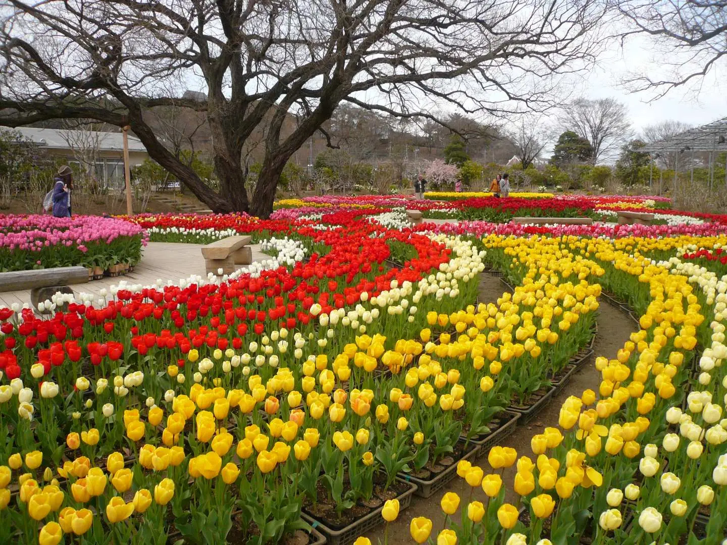Ashikaga Flower Park Tickets | Tochigi