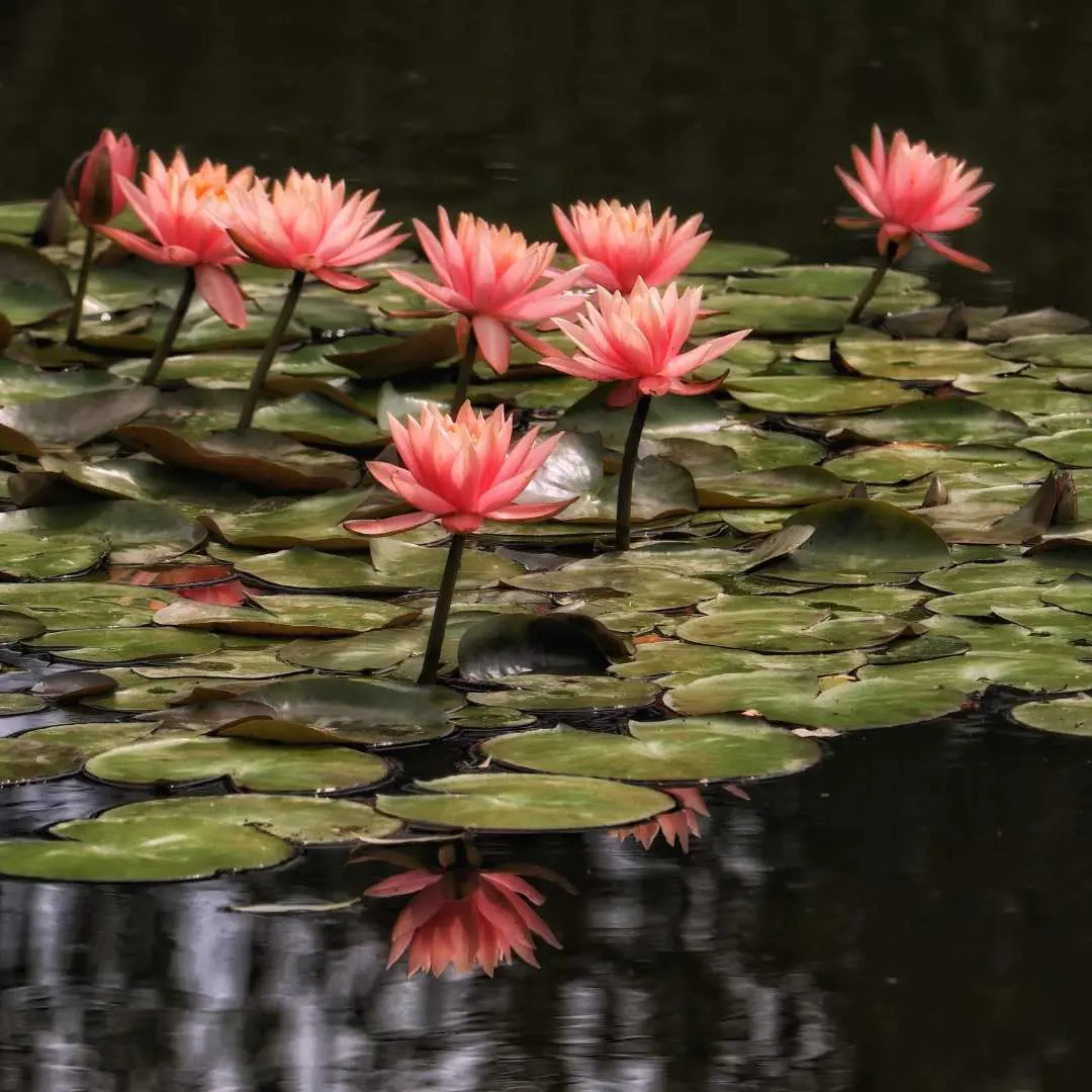 Ashikaga Flower Park Tickets | Tochigi