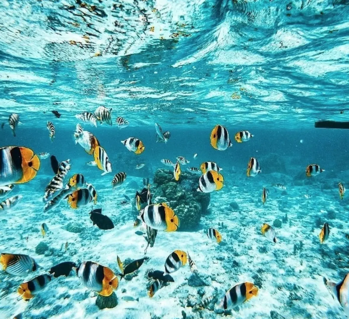 A school of colorful tropical butterflyfish gracefully swim above the sandy seabed in the clear, azure waters of Siete Pecados, Coron.