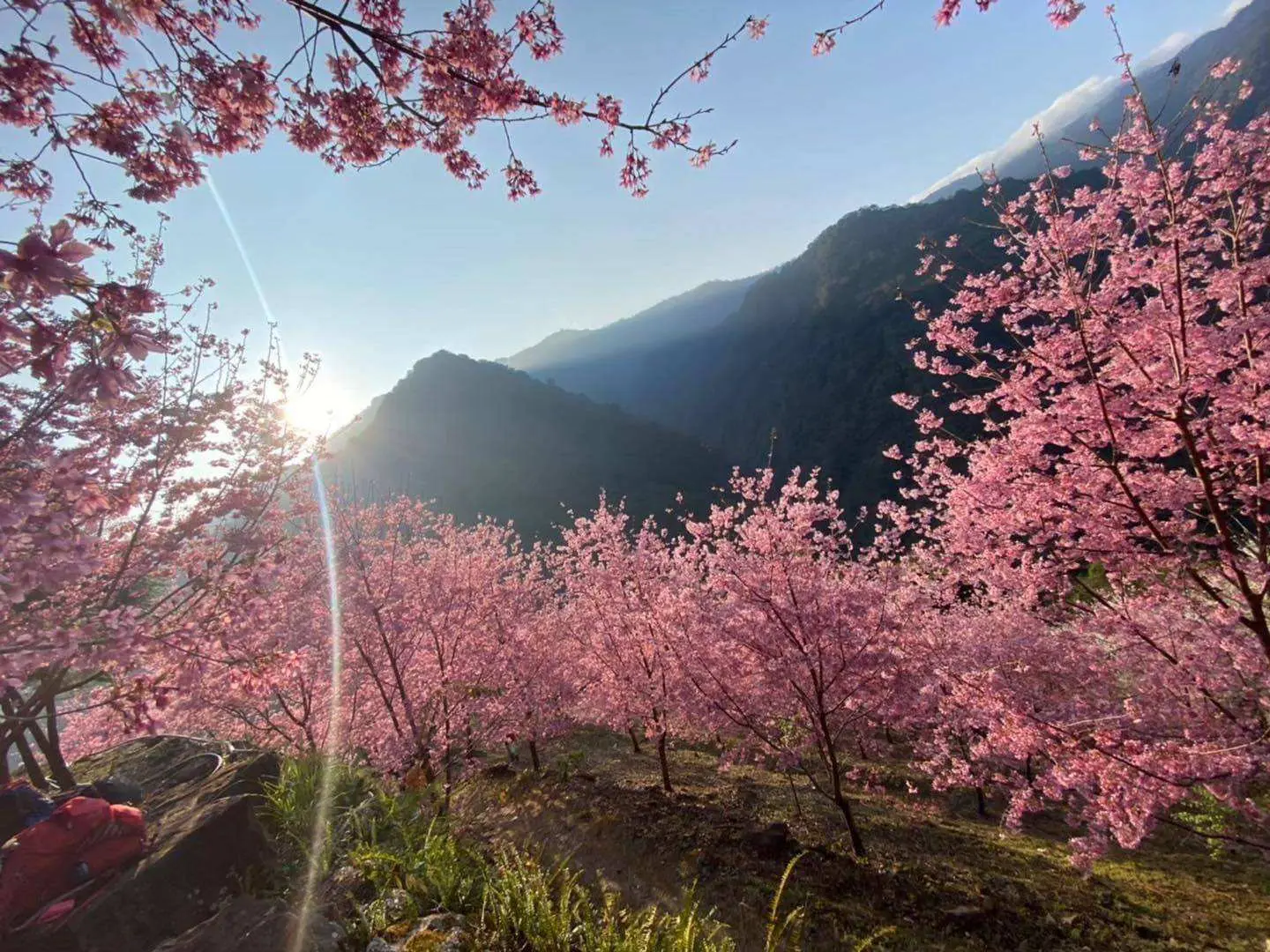 霞喀羅櫻花季