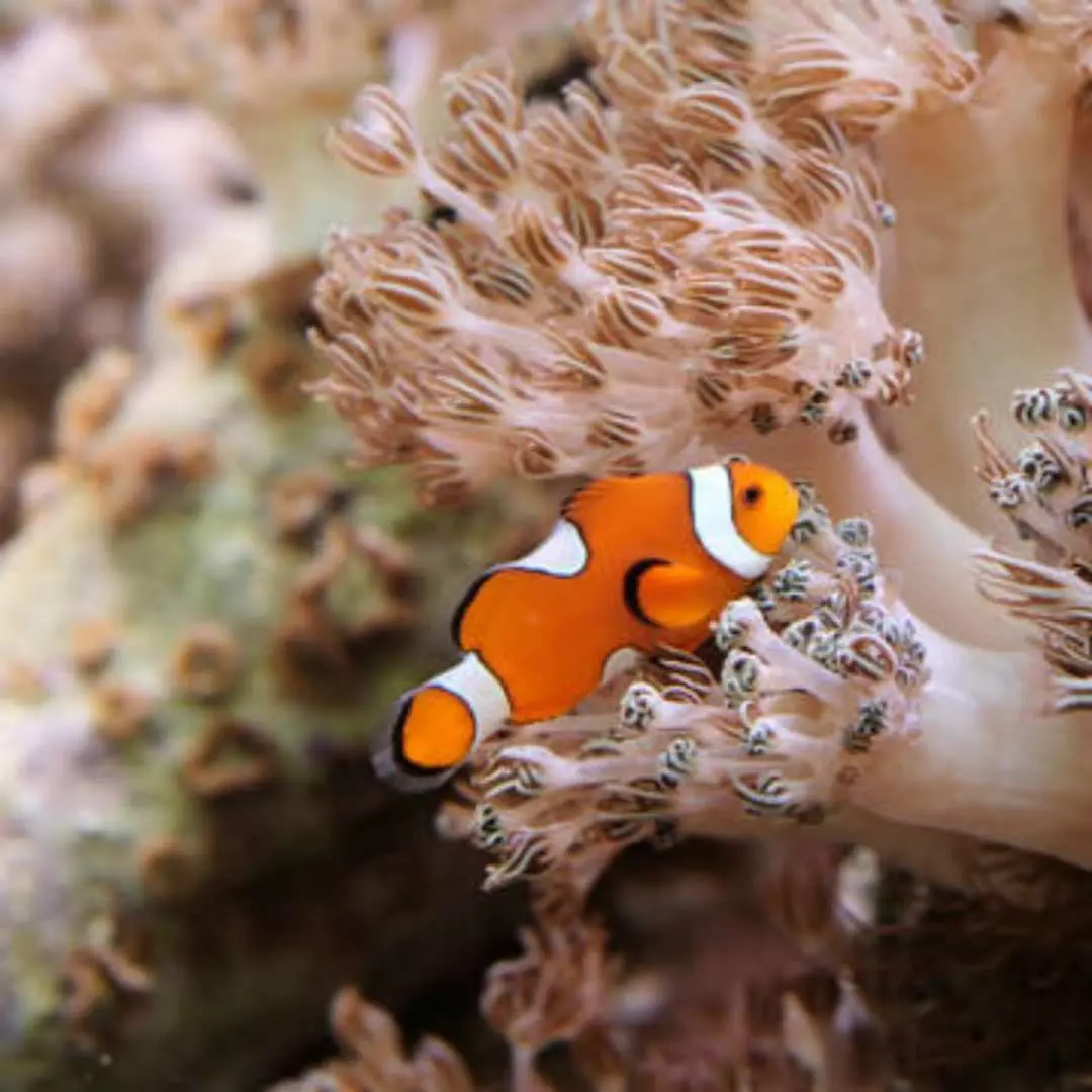 Popular clownfish (Nemo) nestled among the tentacles of a sea anemone at the New York Aquarium, vividly illustrating the fascinating marine symbiotic relationship.