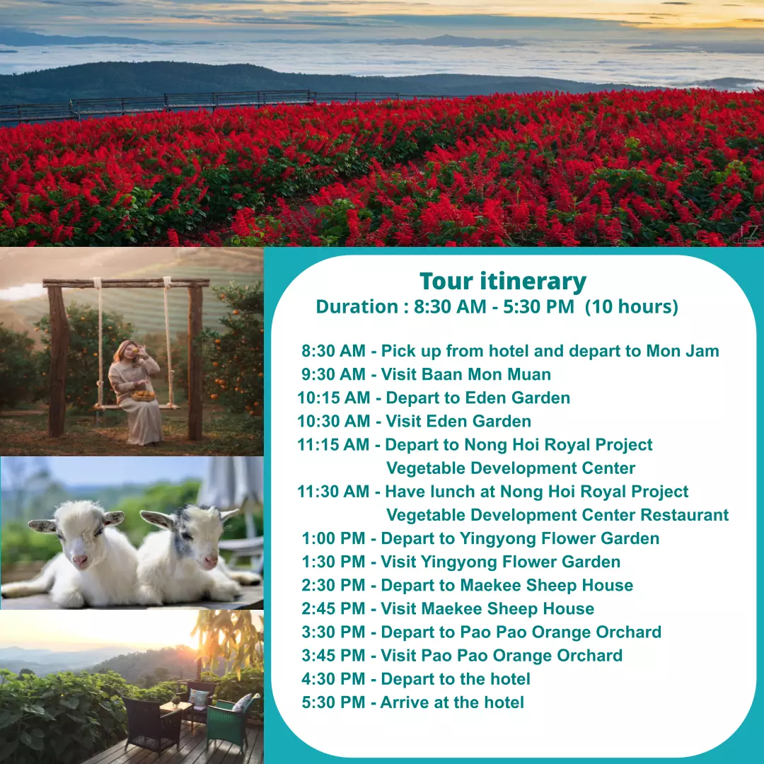 Detailed Mon Jam private tour itinerary graphic showing a 10-hour day trip from 8:30 AM to 5:30 PM, including visits to flower gardens, Mae Kee Sheep House, and orange orchards in Chiang Mai.