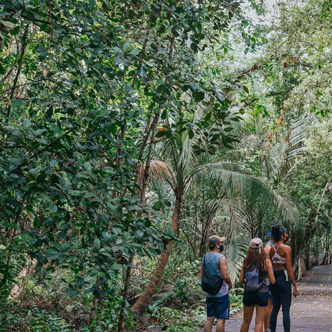 Learn about the area's rich biodiversity from the educational panels installed along the boardwalk on this Chek Jawa Boardwalk Private Nature Tour