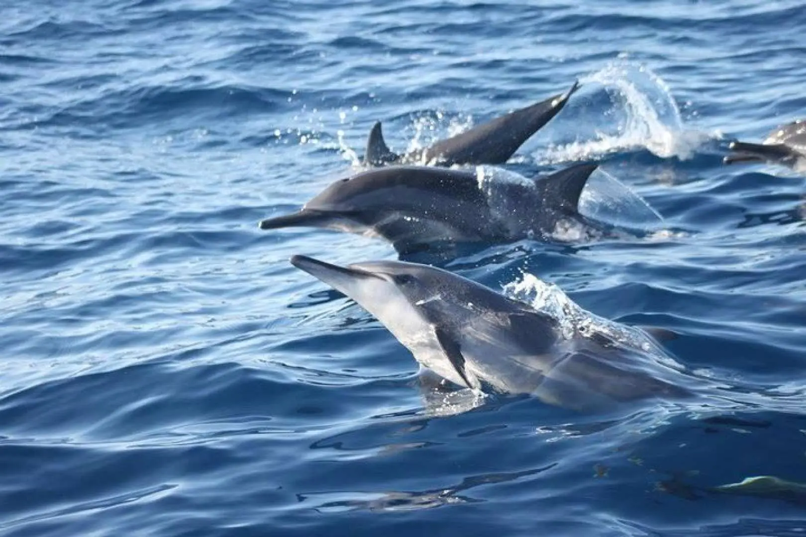 Catch schools of dolphin spin and twirl!
