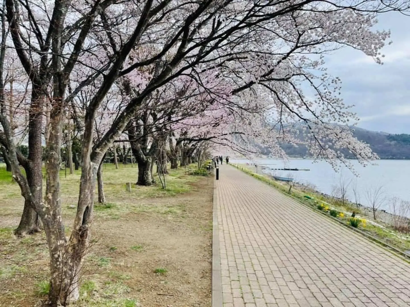 河口湖畔盛開的櫻花步道，粉色花海沿著湖岸延伸，為富士山一日遊增添春季限定的浪漫氣息。