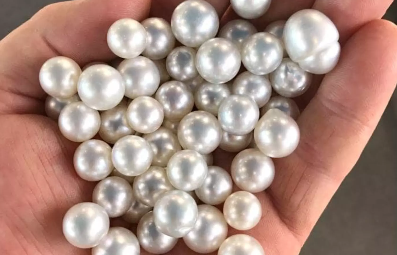 A hand holding a handful of plump, lustrous pearls from Australia's Cygnet Bay Pearl Farm, showcasing their exquisite quality and unique sheen, a perfect souvenir from the Broome tour.