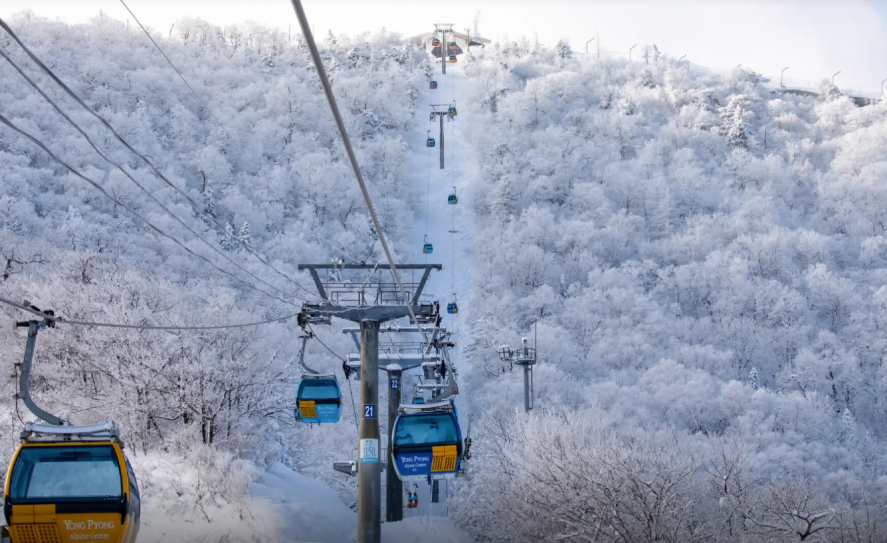 龙平度假村缆车升向雪白山顶，两侧雾凇树木与壮丽雪景，让旅客饱览江原道冬季风光，通往滑雪道。