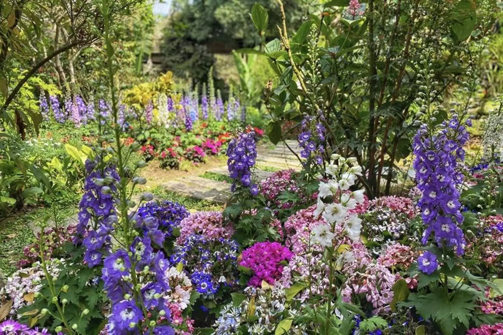 Taichung One-day Tour: Taichung Lavender Cottage & Dongshih Forestry Culture Park & Fengjia Night Market
