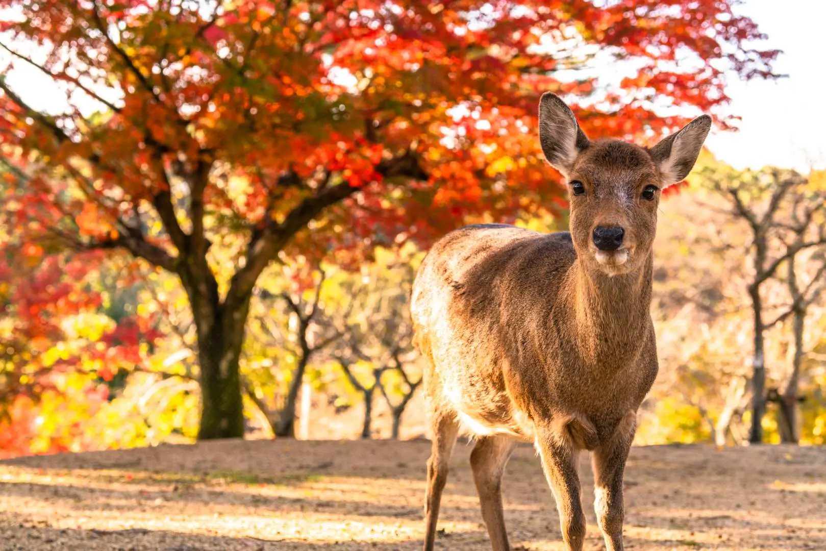 日本奈良公園一隻可愛的梅花鹿，背後是秋季染紅的楓葉林，展現奈良獨特風光。