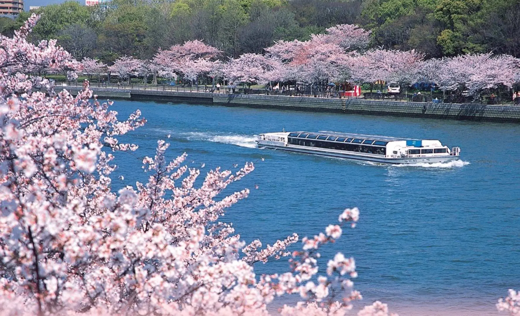 Osaka Water Bus cherry blossom cruise sailing on the river, with blooming cherry trees reflecting in the water and pink petals in the foreground, showcasing the romantic Kansai cherry blossom season.