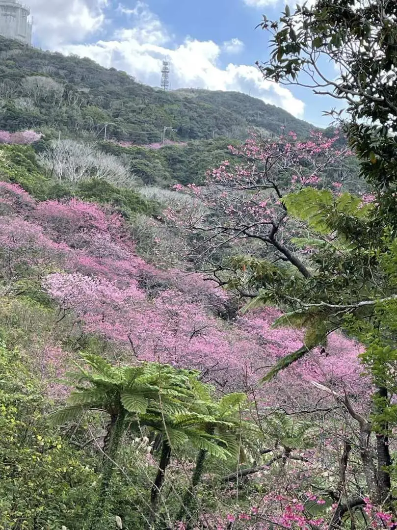 八重岳櫻花