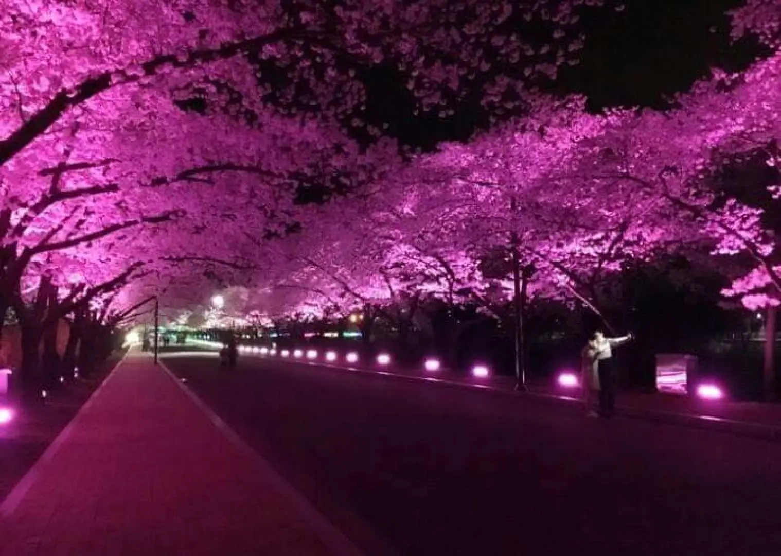 在普门湖畔自由欣赏浪漫多彩的夜樱