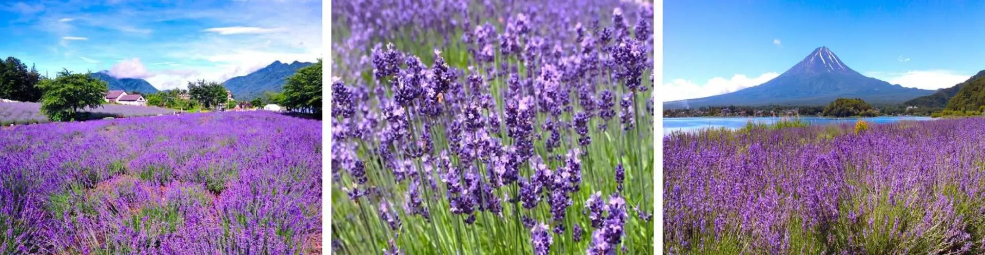 （6月中旬～7月）香草節-人氣 薰衣草
