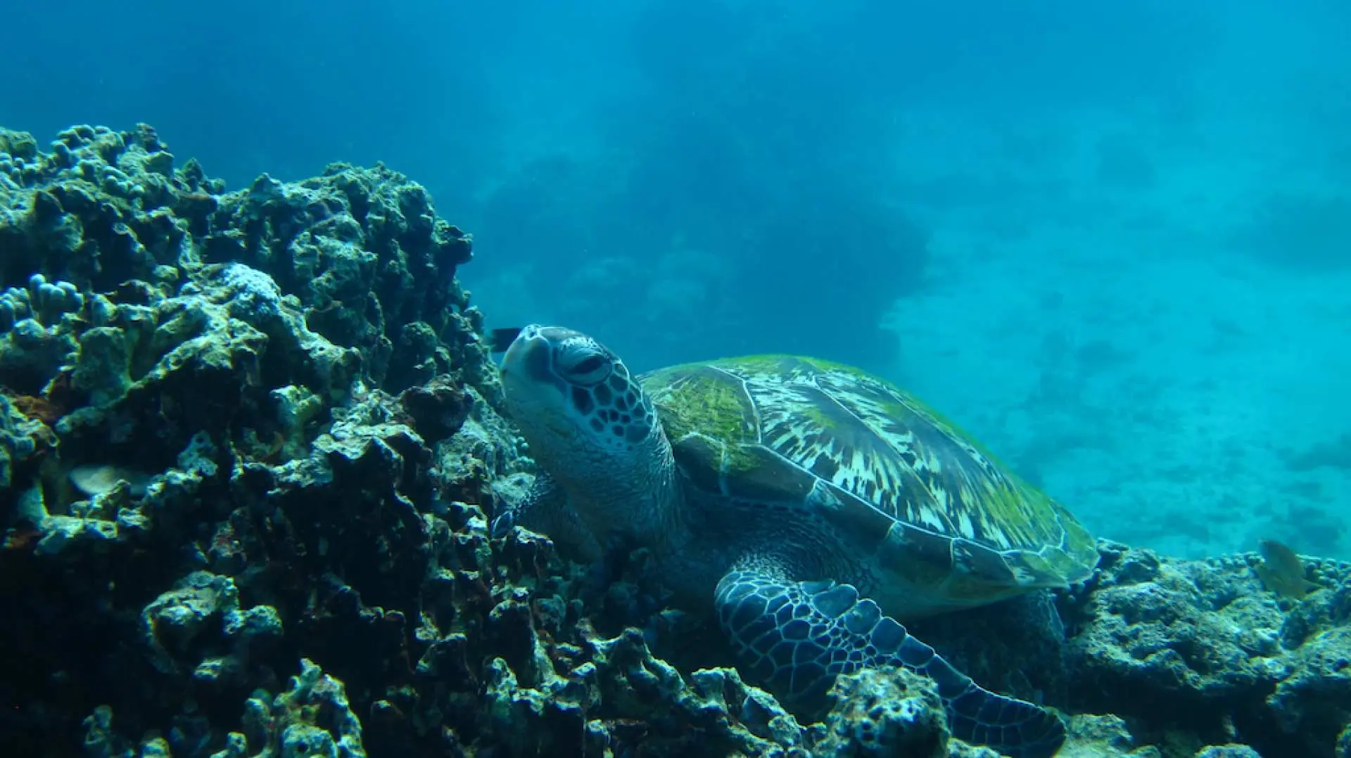 Dive into the blue-green waters to take a swim with the turtles